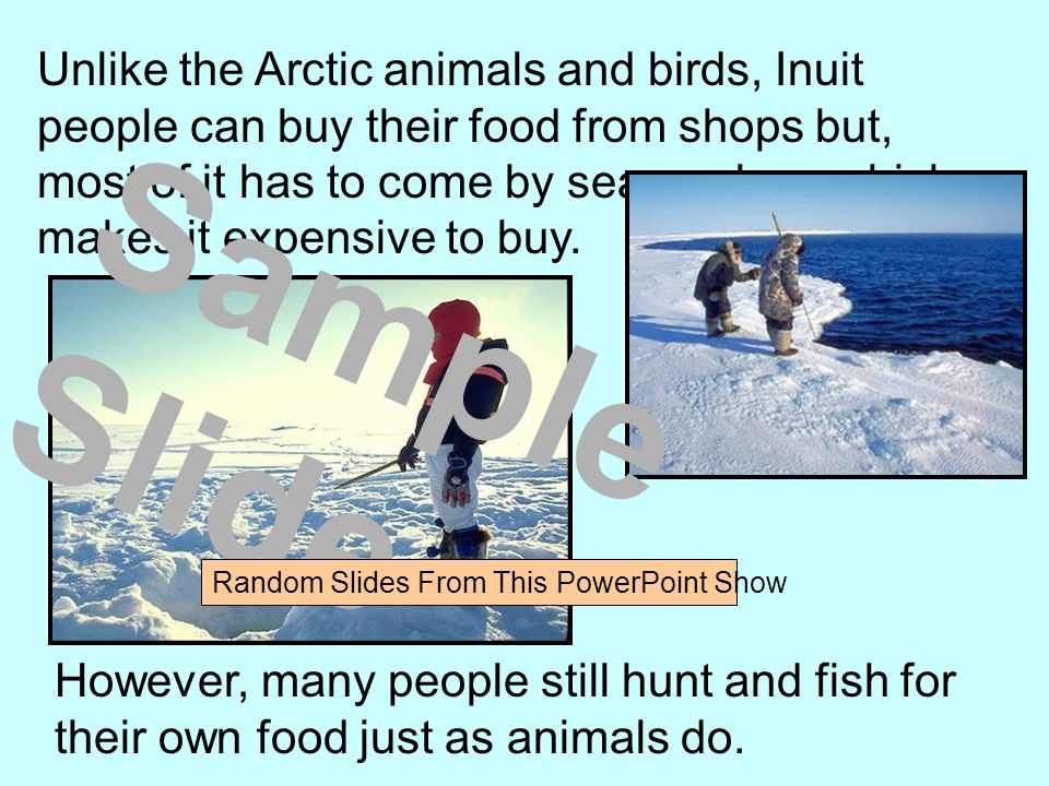 Unlike the Arctic animals and birds, Inuit people can buy their food from shops but, most of it has to come by sea or plane which makes it expensive to buy.