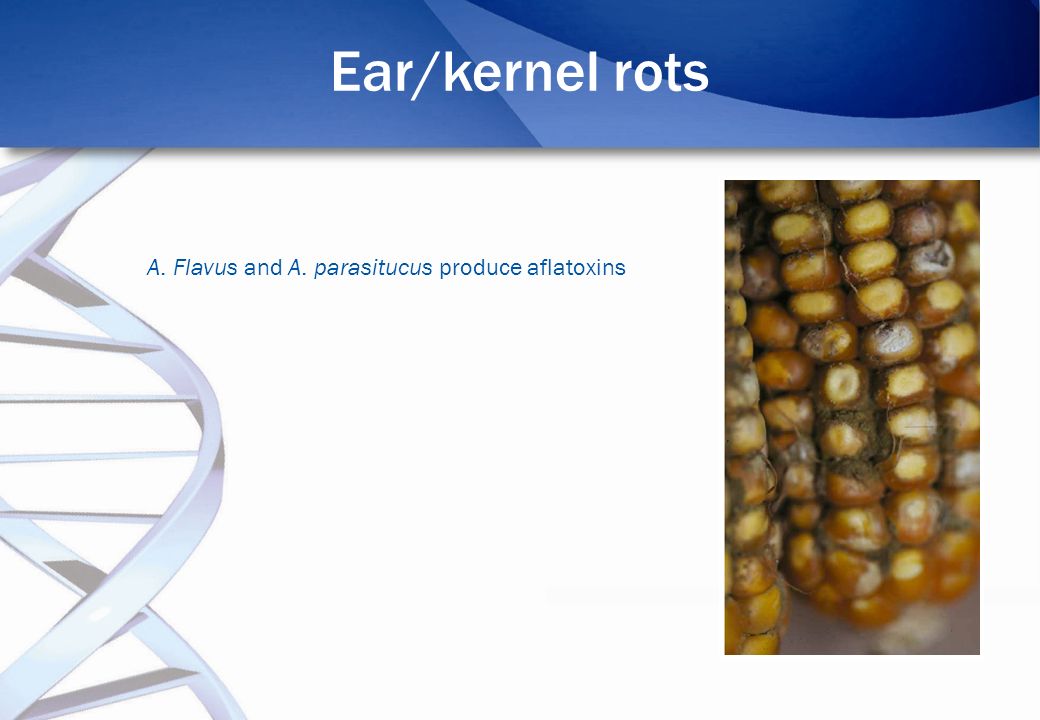 Ear/kernel rots A. Flavus and A. parasitucus produce aflatoxins