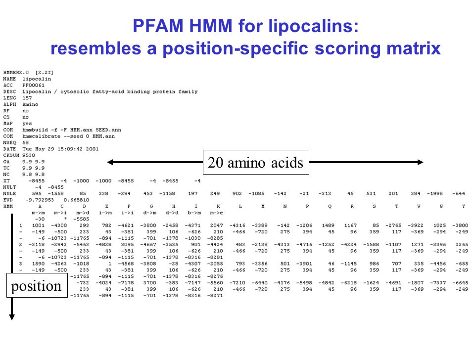 PFAM HMM for lipocalins: resembles a position-specific scoring matrix 20 amino acids position