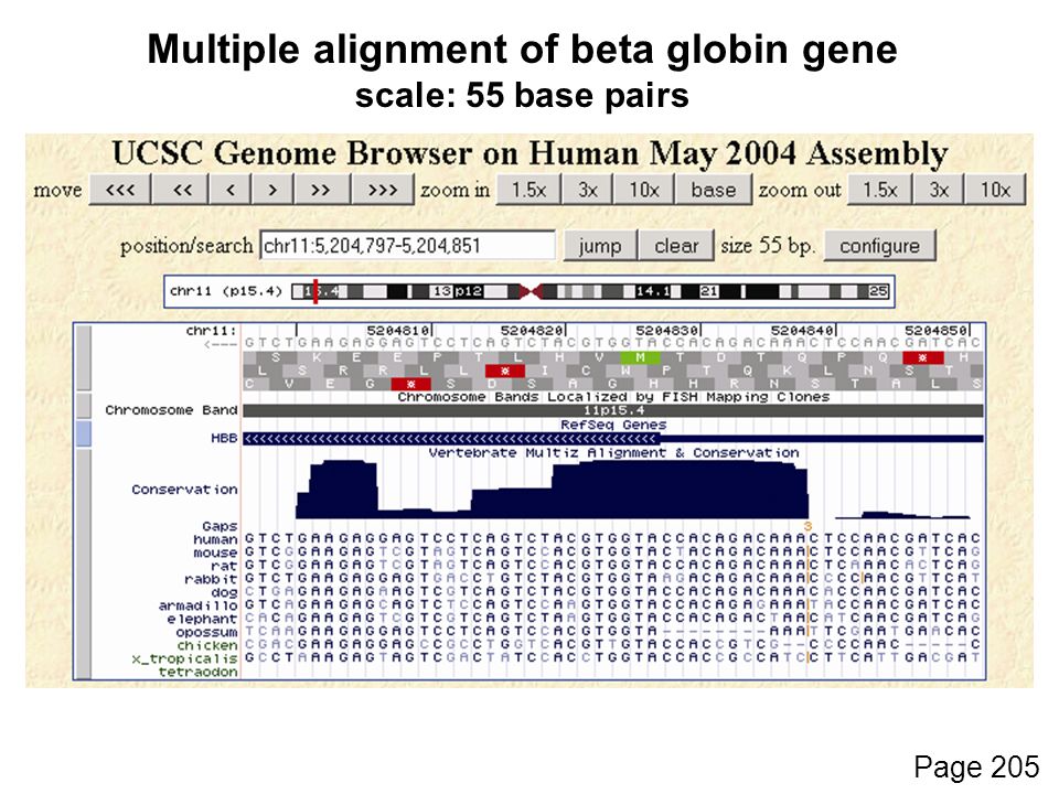 Page 205 Multiple alignment of beta globin gene scale: 55 base pairs