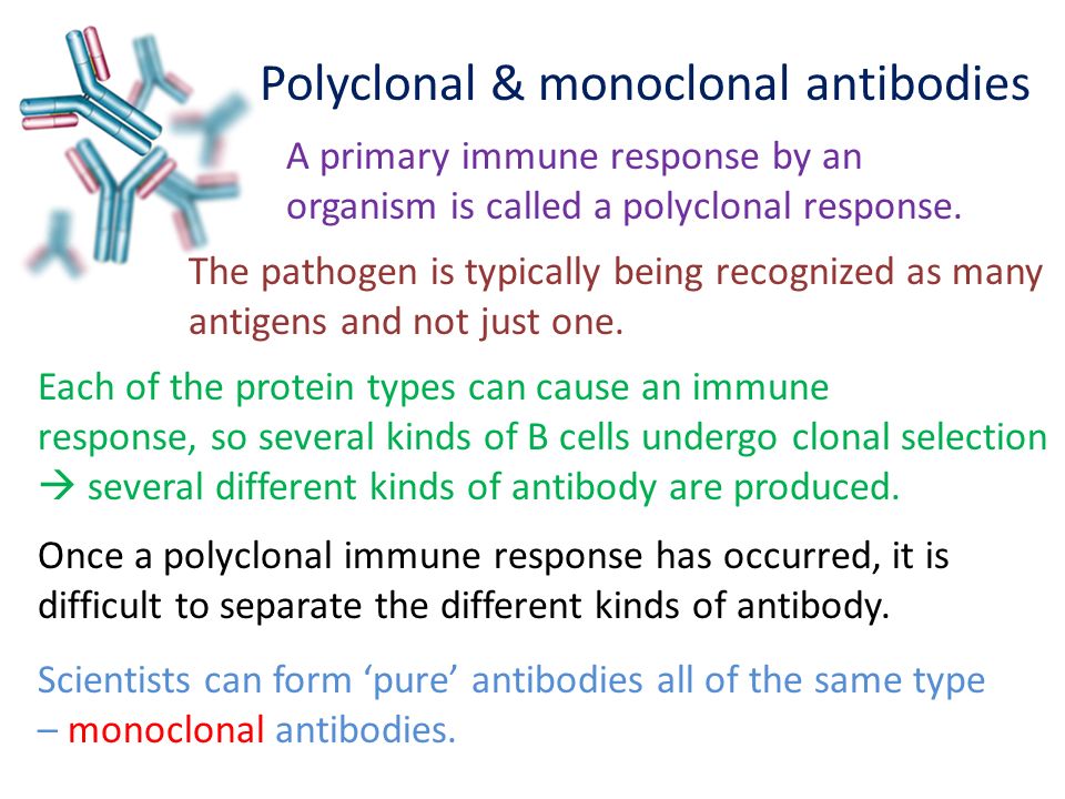 Polyclonal & monoclonal antibodies A primary immune response by an organism is called a polyclonal response.