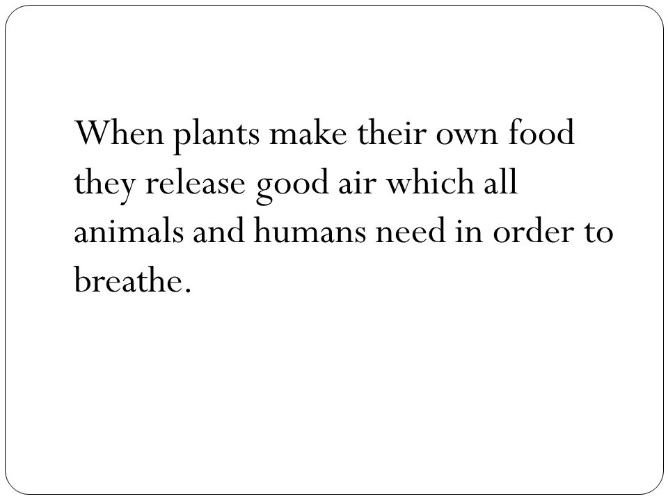 When plants make their own food they release good air which all animals and humans need in order to breathe.