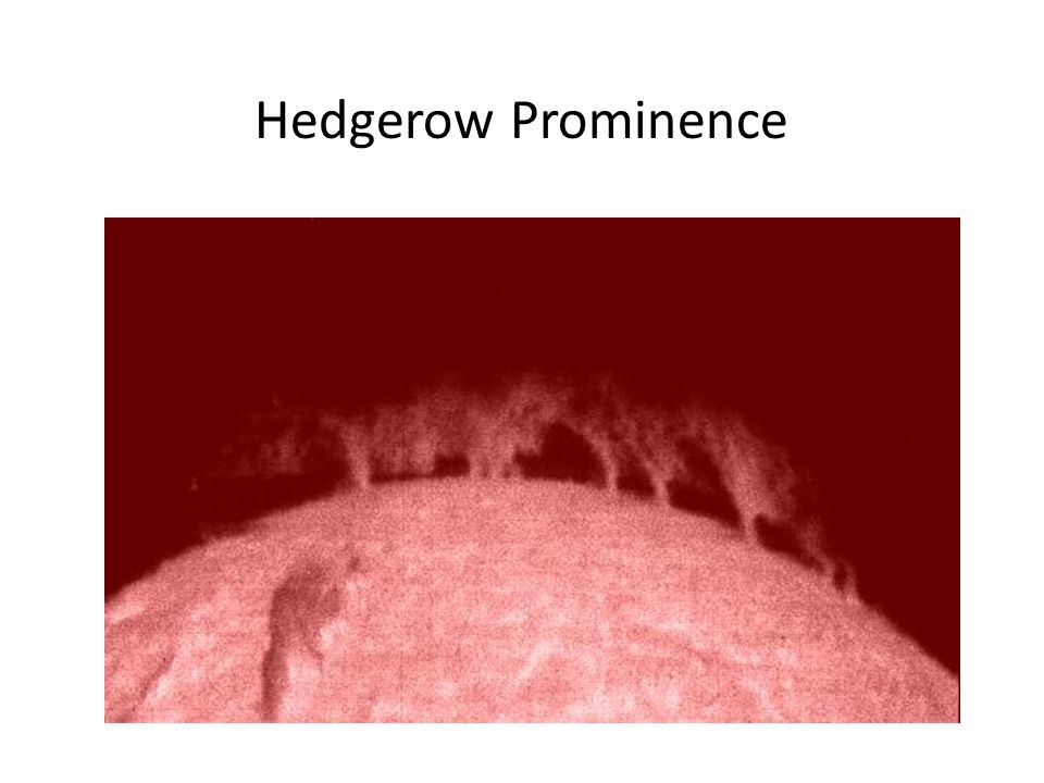 Hedgerow Prominence