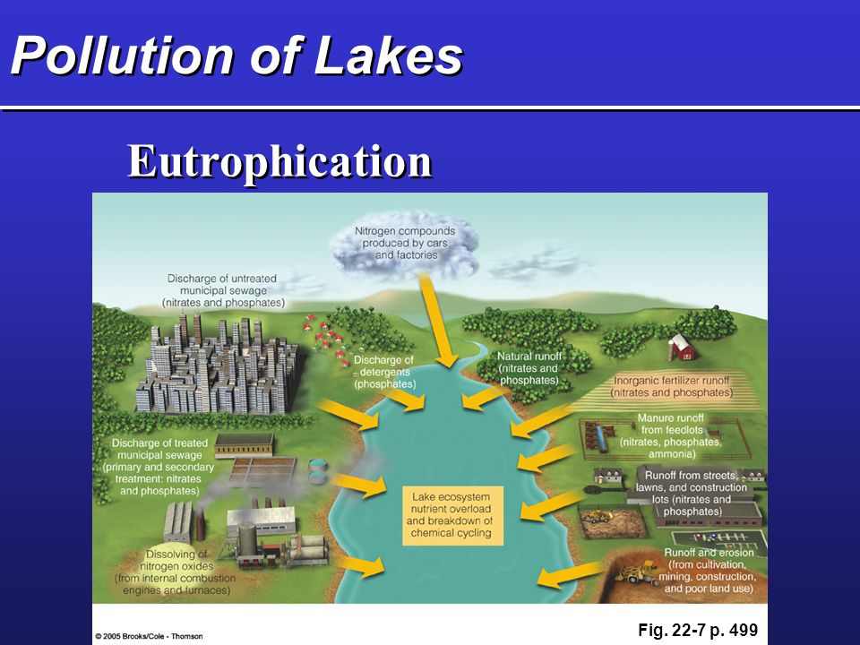 Pollution of Lakes Eutrophication Fig p. 499