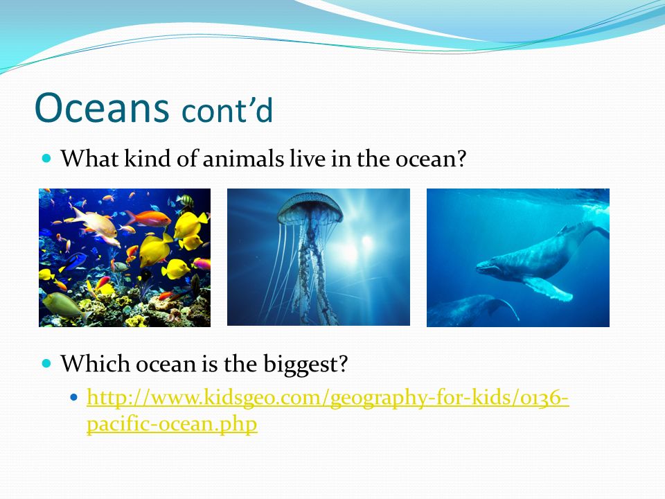 Oceans cont’d What kind of animals live in the ocean.