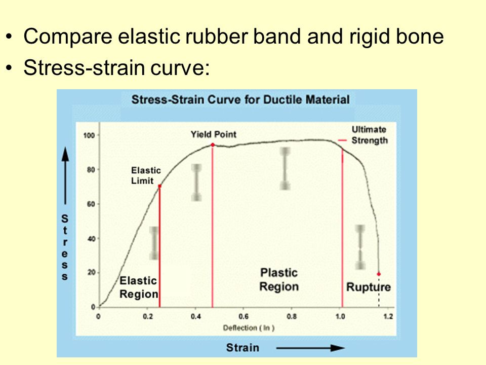 Compare elastic rubber band and rigid bone Stress-strain curve: