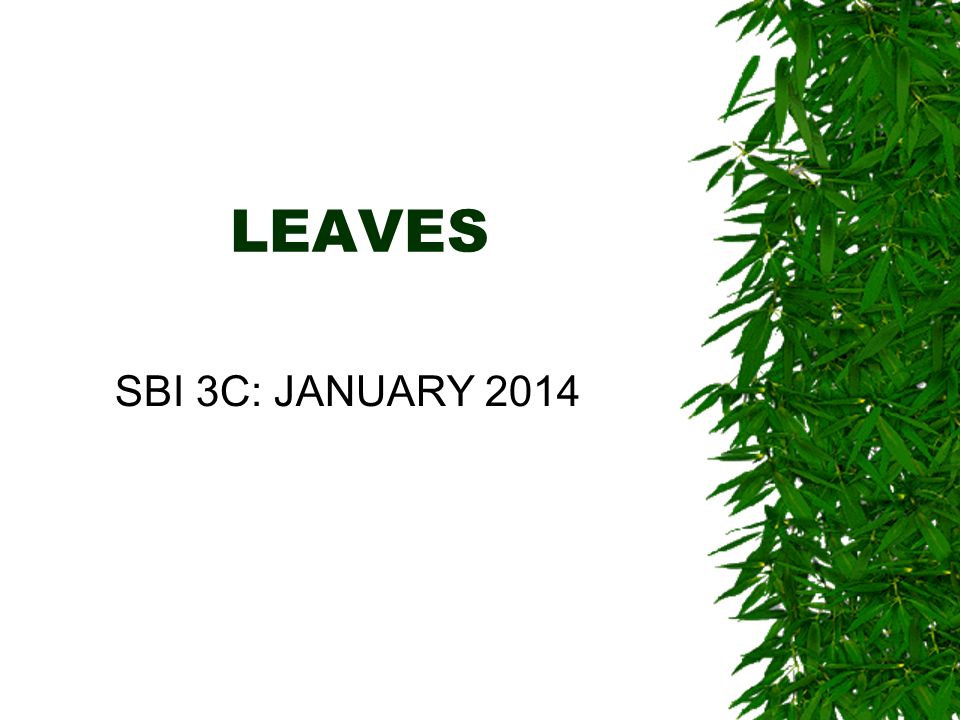 LEAVES SBI 3C: JANUARY 2014