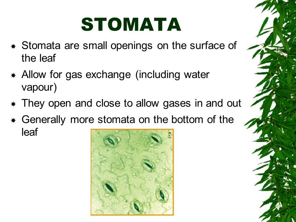 STOMATA  Stomata are small openings on the surface of the leaf  Allow for gas exchange (including water vapour)  They open and close to allow gases in and out  Generally more stomata on the bottom of the leaf