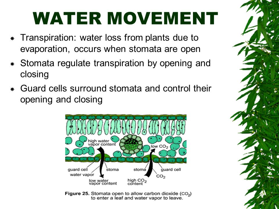 WATER MOVEMENT  Transpiration: water loss from plants due to evaporation, occurs when stomata are open  Stomata regulate transpiration by opening and closing  Guard cells surround stomata and control their opening and closing