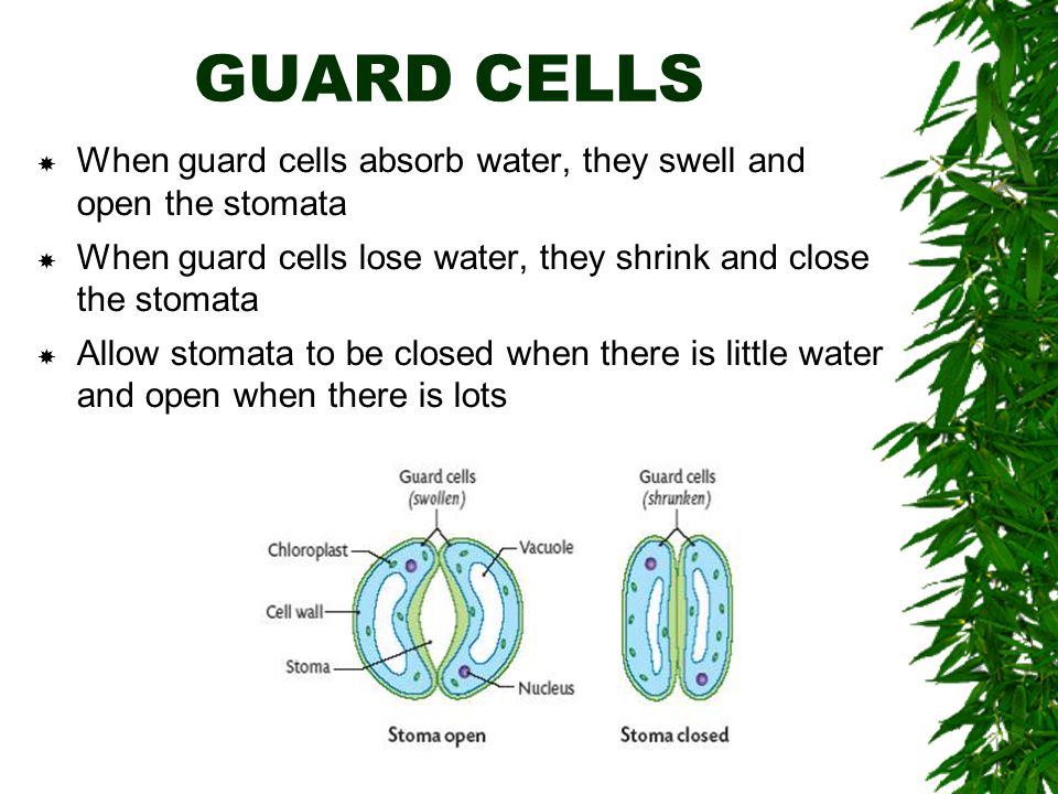 GUARD CELLS  When guard cells absorb water, they swell and open the stomata  When guard cells lose water, they shrink and close the stomata  Allow stomata to be closed when there is little water and open when there is lots