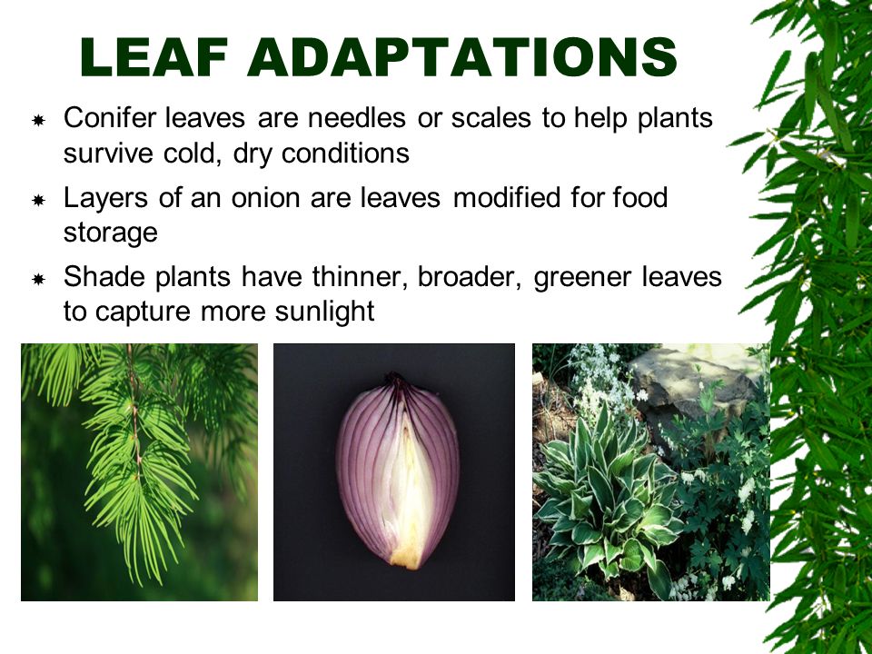 LEAF ADAPTATIONS  Conifer leaves are needles or scales to help plants survive cold, dry conditions  Layers of an onion are leaves modified for food storage  Shade plants have thinner, broader, greener leaves to capture more sunlight