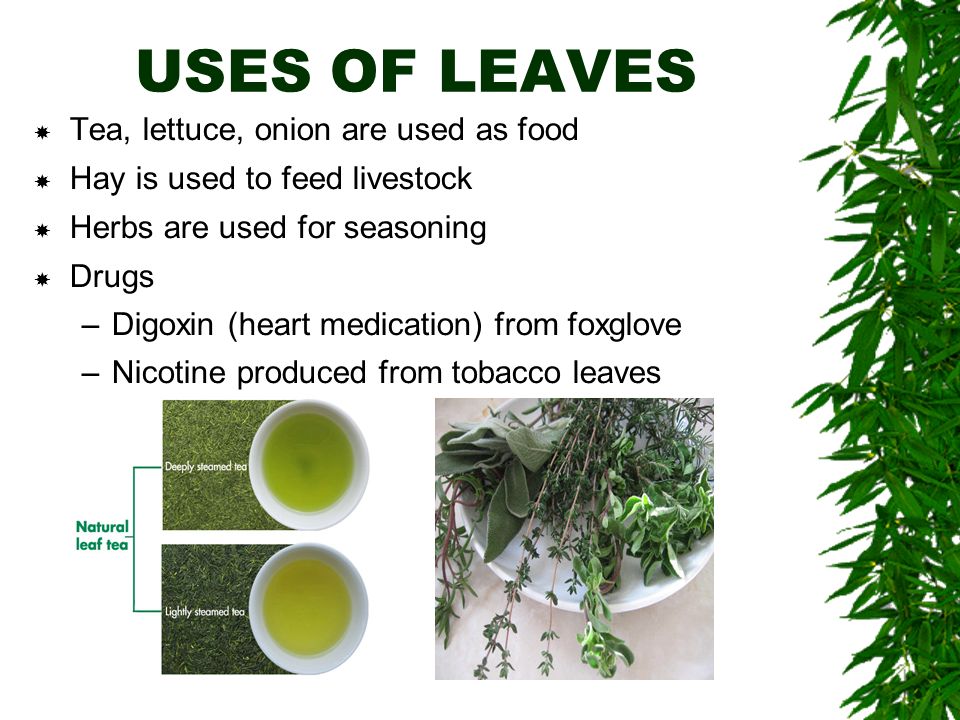 USES OF LEAVES  Tea, lettuce, onion are used as food  Hay is used to feed livestock  Herbs are used for seasoning  Drugs –Digoxin (heart medication) from foxglove –Nicotine produced from tobacco leaves