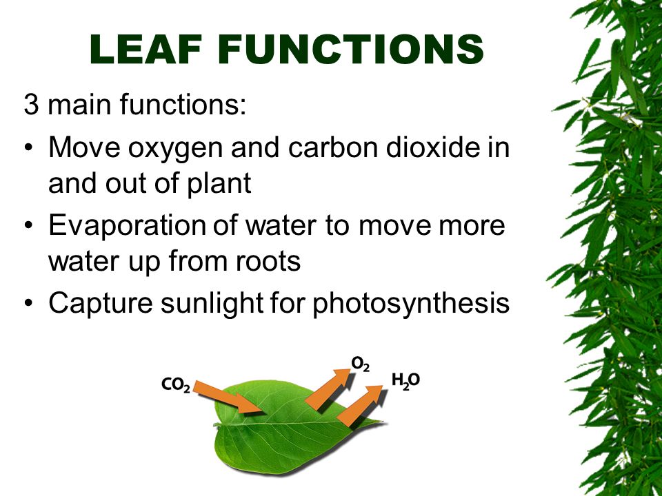 LEAF FUNCTIONS 3 main functions: Move oxygen and carbon dioxide in and out of plant Evaporation of water to move more water up from roots Capture sunlight for photosynthesis
