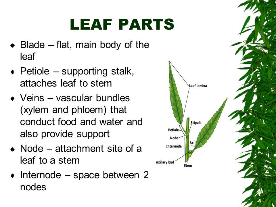 LEAF PARTS  Blade – flat, main body of the leaf  Petiole – supporting stalk, attaches leaf to stem  Veins – vascular bundles (xylem and phloem) that conduct food and water and also provide support  Node – attachment site of a leaf to a stem  Internode – space between 2 nodes