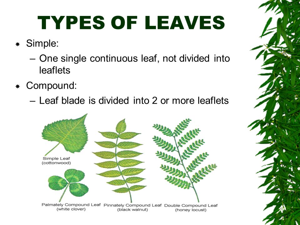 TYPES OF LEAVES  Simple: –One single continuous leaf, not divided into leaflets  Compound: –Leaf blade is divided into 2 or more leaflets