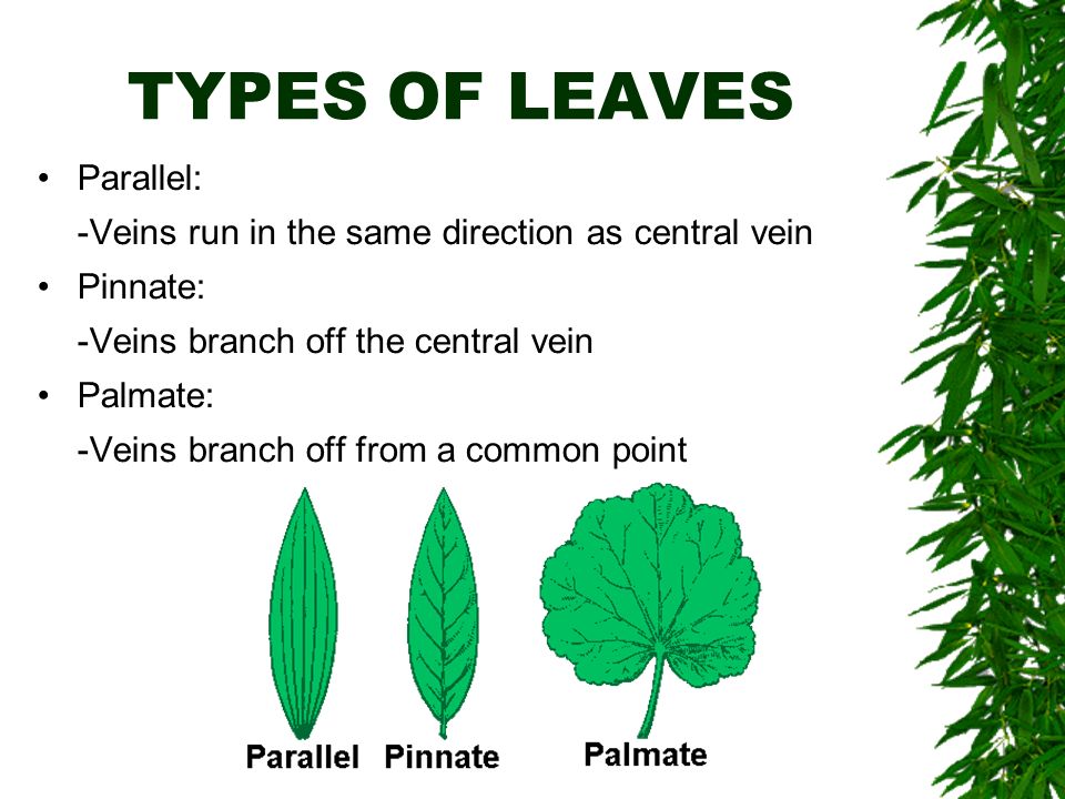 TYPES OF LEAVES Parallel: -Veins run in the same direction as central vein Pinnate: -Veins branch off the central vein Palmate: -Veins branch off from a common point