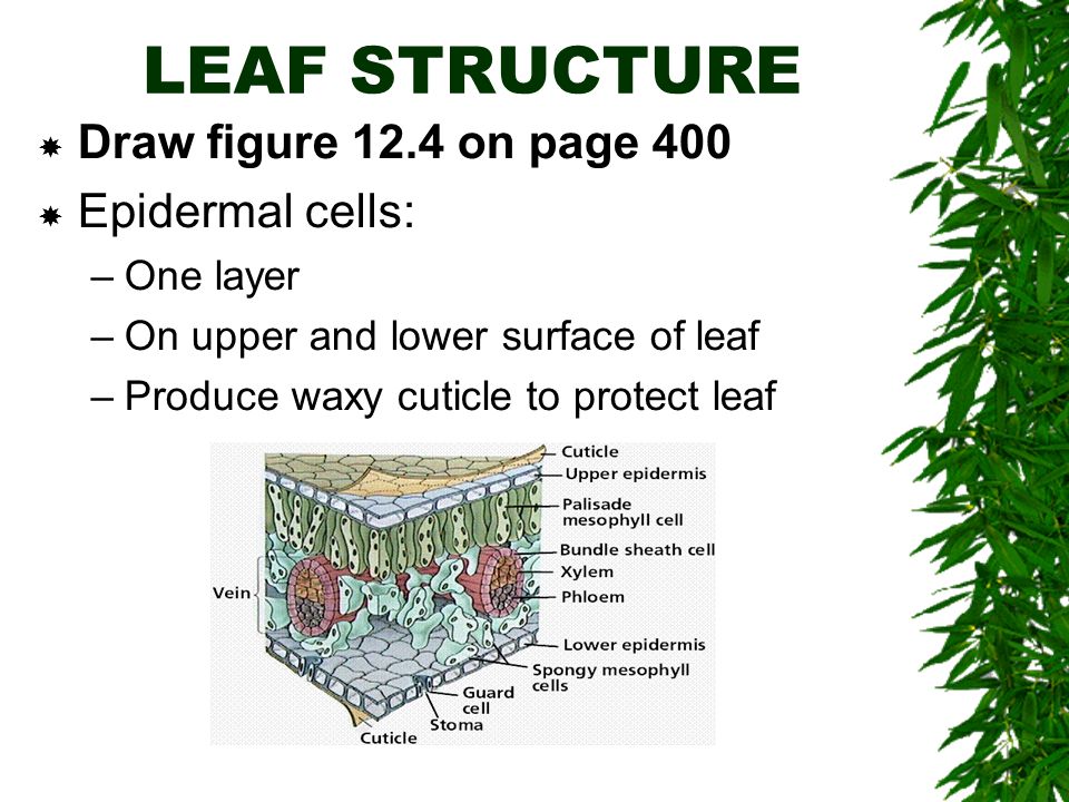 LEAF STRUCTURE  Draw figure 12.4 on page 400  Epidermal cells: –One layer –On upper and lower surface of leaf –Produce waxy cuticle to protect leaf