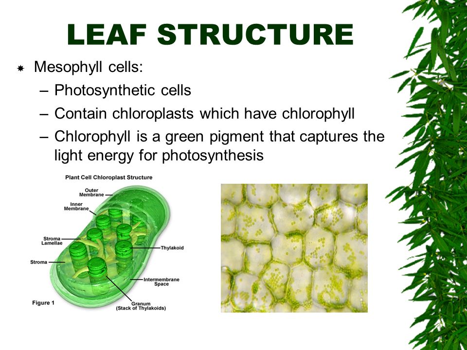 LEAF STRUCTURE  Mesophyll cells: –Photosynthetic cells –Contain chloroplasts which have chlorophyll –Chlorophyll is a green pigment that captures the light energy for photosynthesis