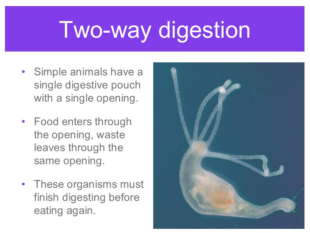 Two-way digestion Simple animals have a single digestive pouch with a single opening.