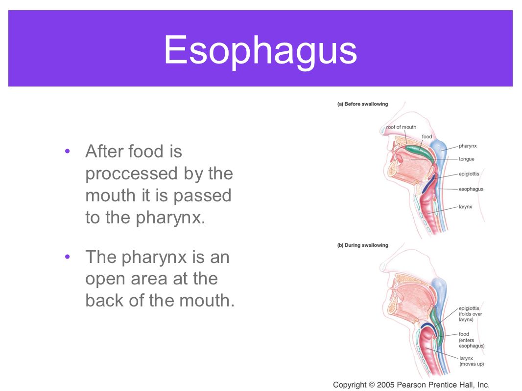 Esophagus After food is proccessed by the mouth it is passed to the pharynx.