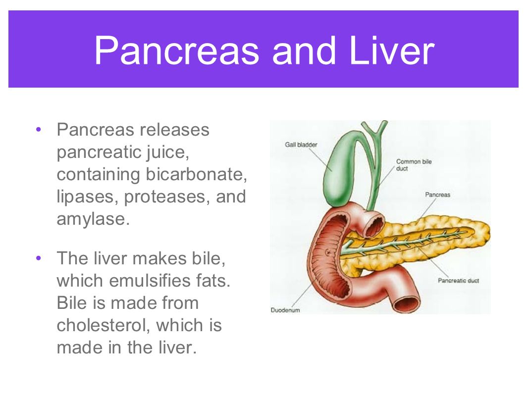 Pancreas and Liver Pancreas releases pancreatic juice, containing bicarbonate, lipases, proteases, and amylase.