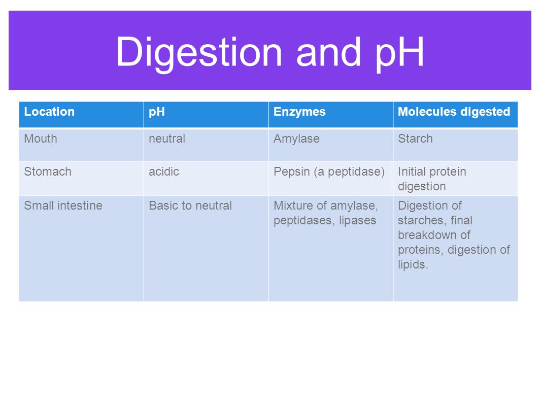 Digestion and pH LocationpHEnzymesMolecules digested MouthneutralAmylaseStarch StomachacidicPepsin (a peptidase)Initial protein digestion Small intestineBasic to neutralMixture of amylase, peptidases, lipases Digestion of starches, final breakdown of proteins, digestion of lipids.