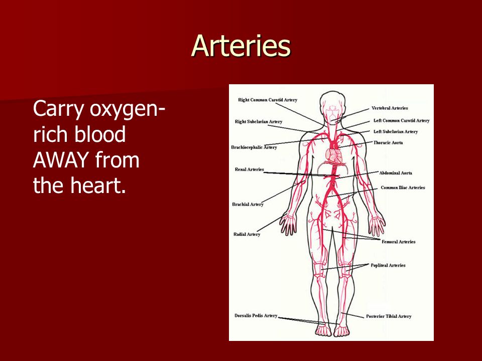 Arteries Carry oxygen- rich blood AWAY from the heart.