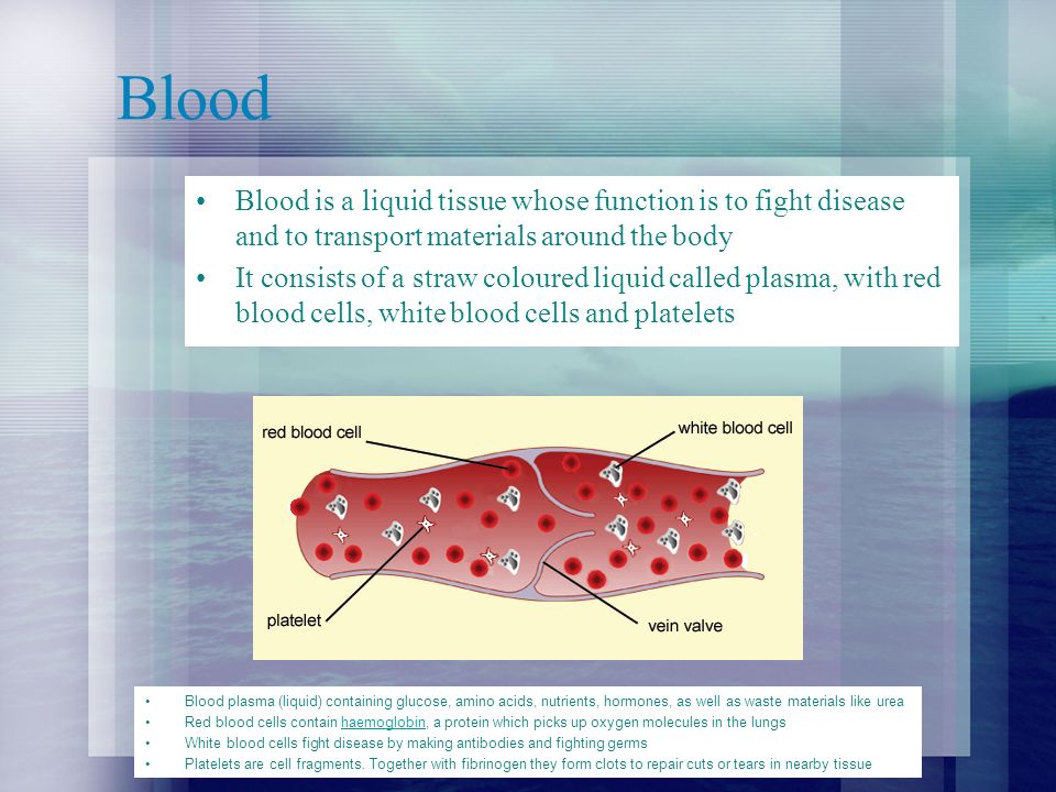 Blood Blood is a liquid tissue whose function is to fight disease and to transport materials around the body It consists of a straw coloured liquid called plasma, with red blood cells, white blood cells and platelets Blood plasma (liquid) containing glucose, amino acids, nutrients, hormones, as well as waste materials like urea Red blood cells contain haemoglobin, a protein which picks up oxygen molecules in the lungshaemoglobin White blood cells fight disease by making antibodies and fighting germs Platelets are cell fragments.