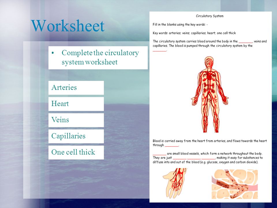 Worksheet Complete the circulatory system worksheet Arteries Heart Veins Capillaries One cell thick