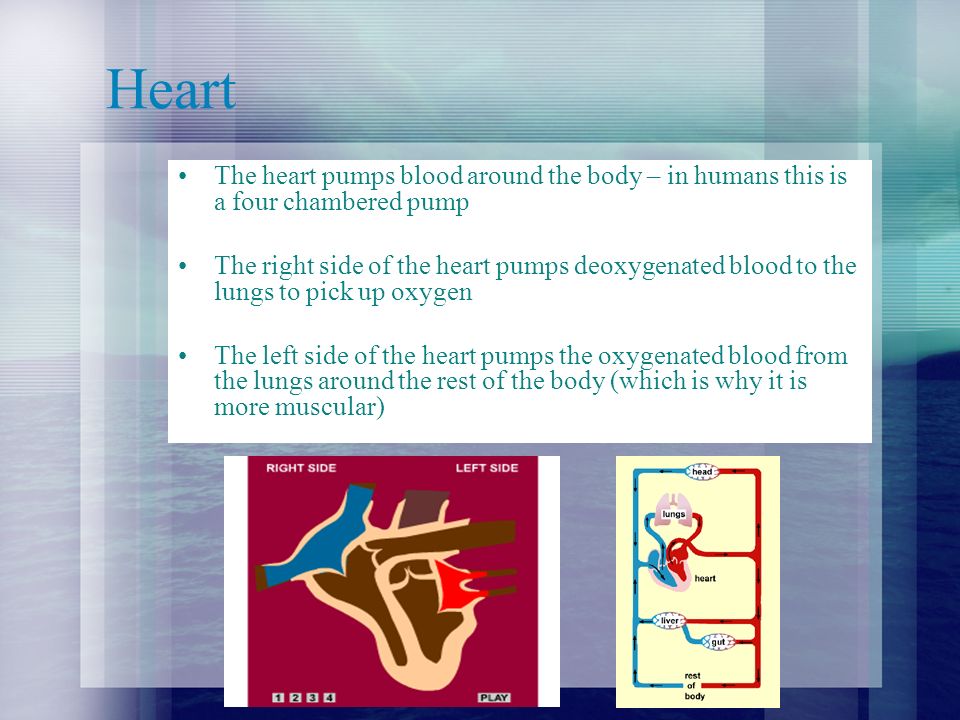 Heart The heart pumps blood around the body – in humans this is a four chambered pump The right side of the heart pumps deoxygenated blood to the lungs to pick up oxygen The left side of the heart pumps the oxygenated blood from the lungs around the rest of the body (which is why it is more muscular)