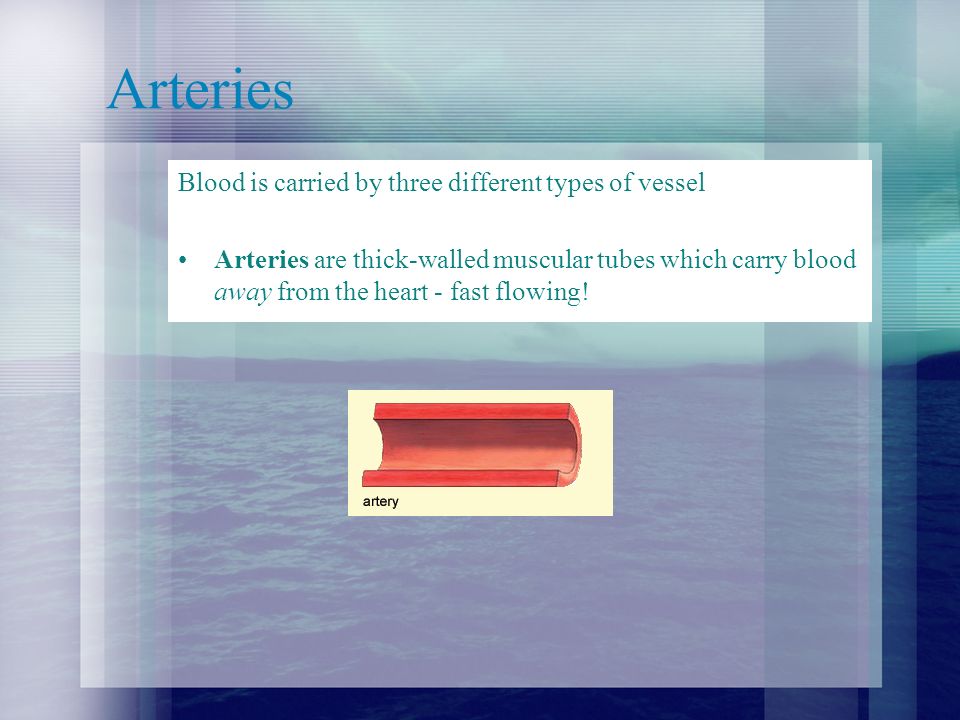 Arteries Blood is carried by three different types of vessel Arteries are thick-walled muscular tubes which carry blood away from the heart - fast flowing!