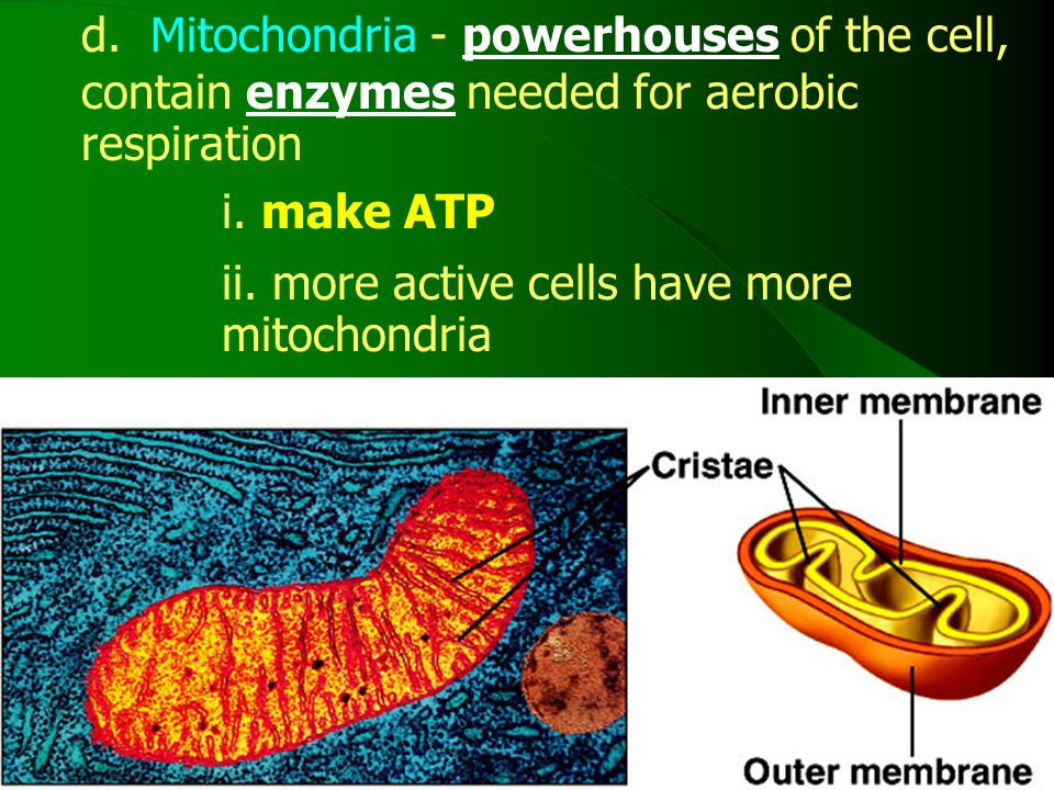 d. Mitochondria - powerhouses of the cell, contain enzymes needed for aerobic respiration i.