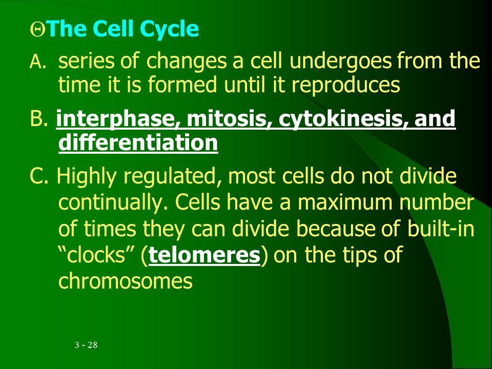  The Cell Cycle A.