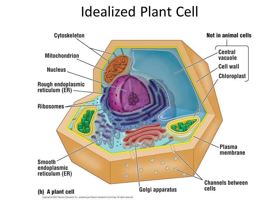 Life Science Search “book biology quick review”. Classifying the ...