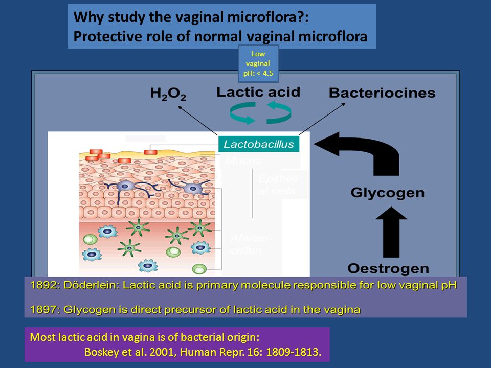Why study the vaginal microflora : Protective role of normal vaginal microflora Most lactic acid in vagina is of bacterial origin: Boskey et al.