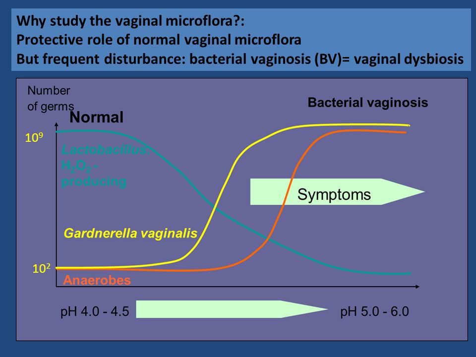 Why study the vaginal microflora : Protective role of normal vaginal microflora But frequent disturbance: bacterial vaginosis (BV)= vaginal dysbiosis