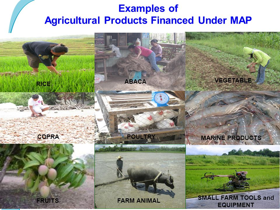 Examples of Agricultural Products Financed Under MAP ABACA VEGETABLE COPRAPOULTRY SMALL FARM TOOLS and EQUIPMENT FRUITS MARINE PRODUCTS RICE FARM ANIMAL