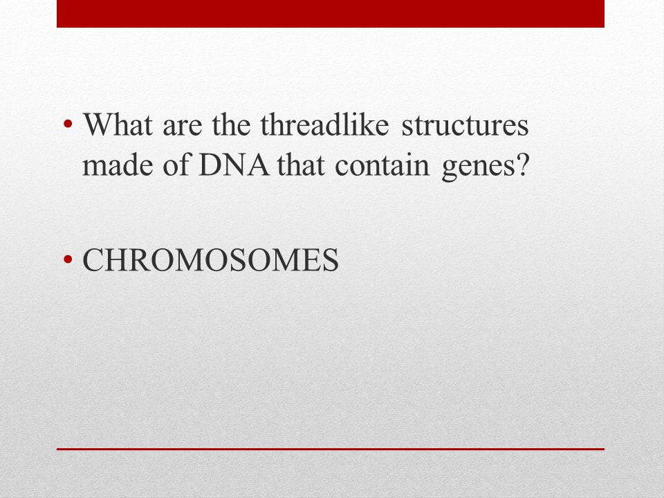 What are the threadlike structures made of DNA that contain genes CHROMOSOMES