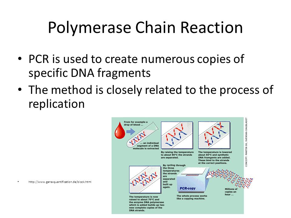 Advanced Molecular Biological Techniques. Polymerase Chain Reaction  animation. - ppt download