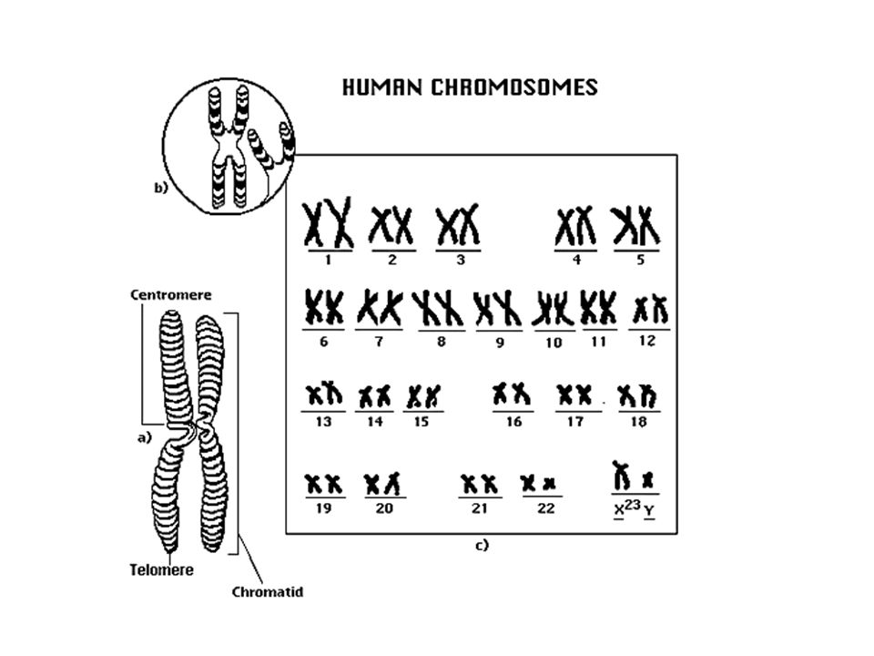 Сколько хромосом у кошки