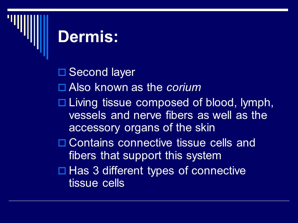 Dermis:  Second layer  Also known as the corium  Living tissue composed of blood, lymph, vessels and nerve fibers as well as the accessory organs of the skin  Contains connective tissue cells and fibers that support this system  Has 3 different types of connective tissue cells
