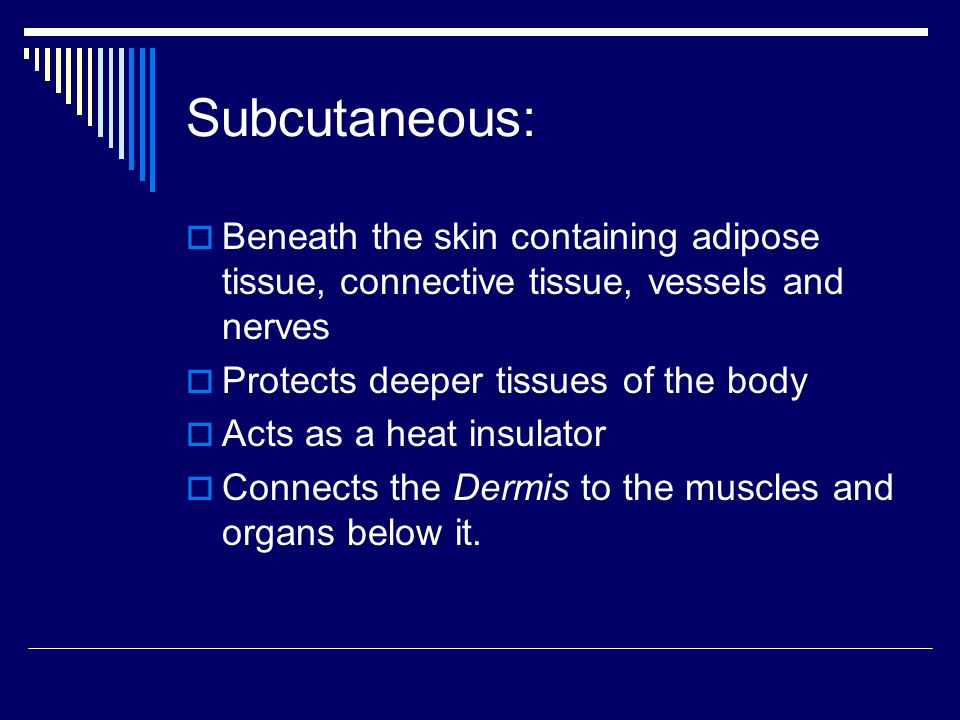 Subcutaneous:  Beneath the skin containing adipose tissue, connective tissue, vessels and nerves  Protects deeper tissues of the body  Acts as a heat insulator  Connects the Dermis to the muscles and organs below it.