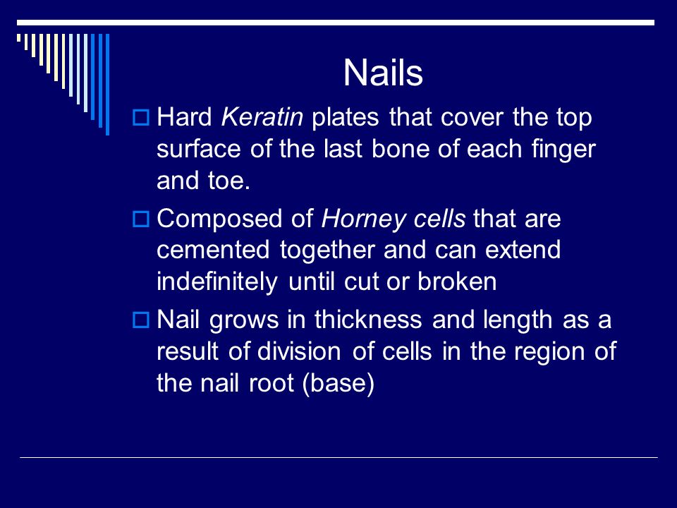Nails  Hard Keratin plates that cover the top surface of the last bone of each finger and toe.