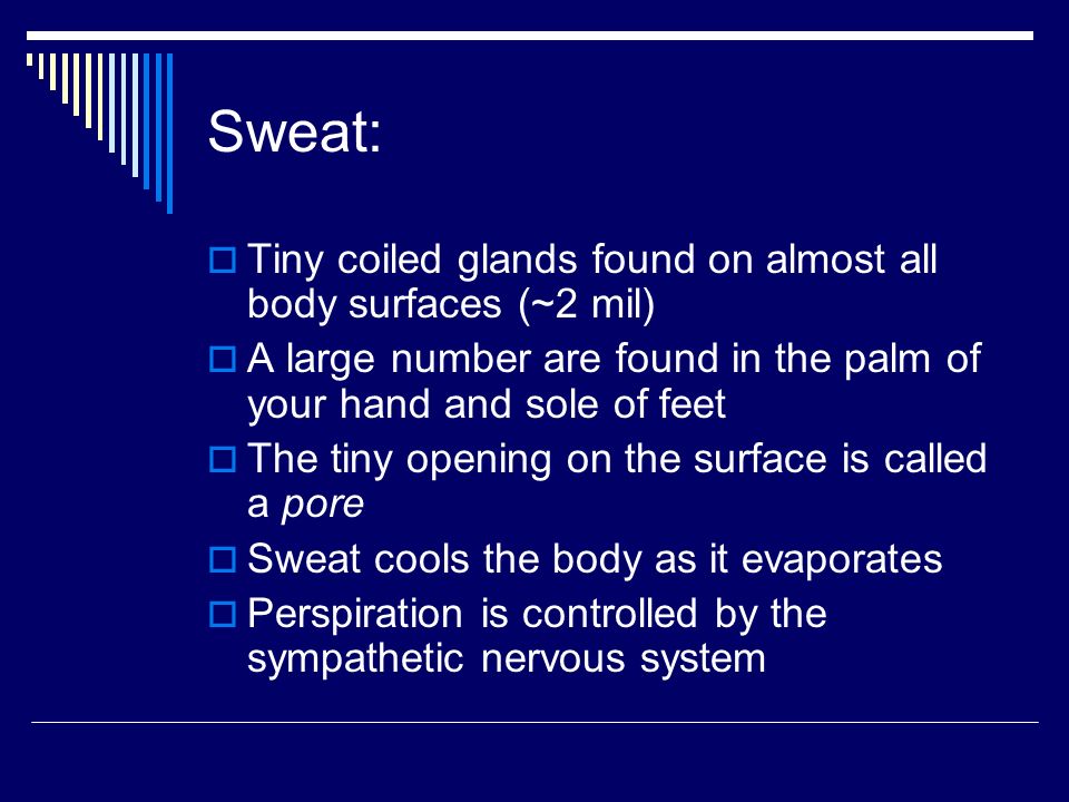 Sweat:  Tiny coiled glands found on almost all body surfaces (~2 mil)  A large number are found in the palm of your hand and sole of feet  The tiny opening on the surface is called a pore  Sweat cools the body as it evaporates  Perspiration is controlled by the sympathetic nervous system