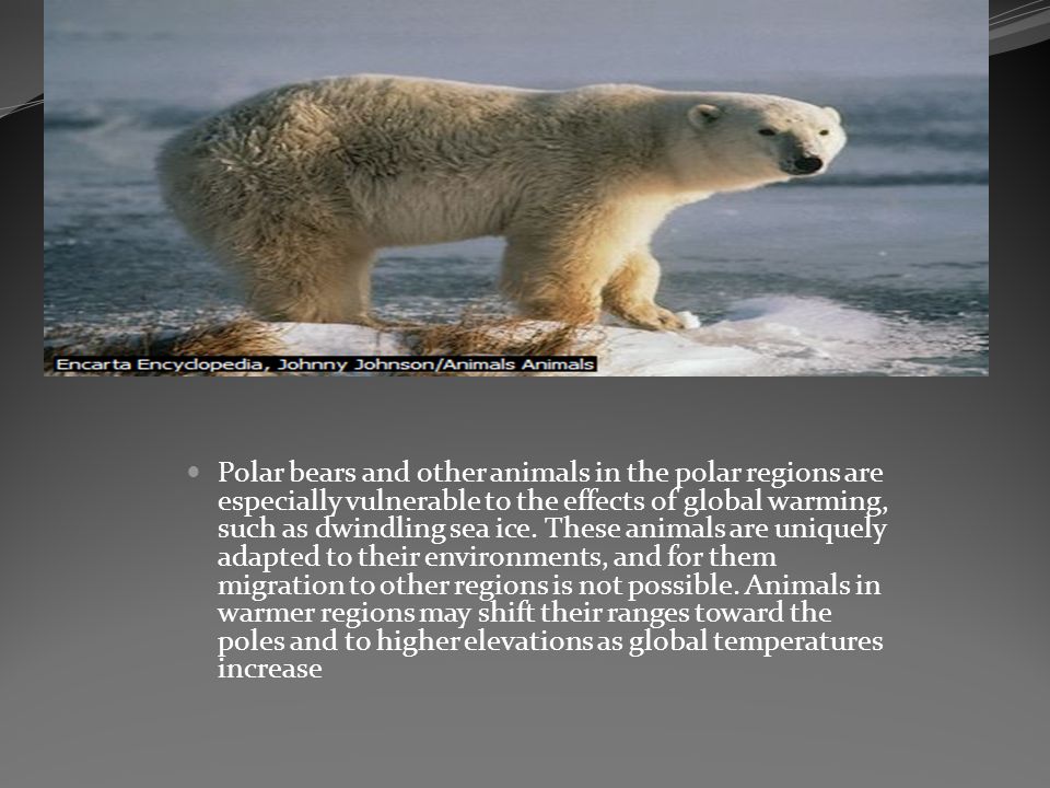 Polar bears and other animals in the polar regions are especially vulnerable to the effects of global warming, such as dwindling sea ice.