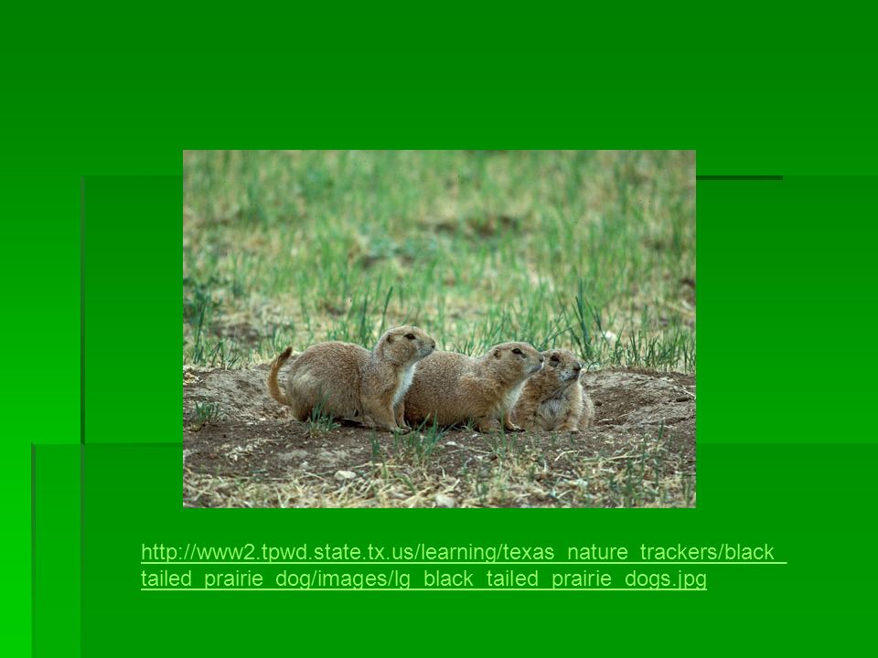 tailed_prairie_dog/images/lg_black_tailed_prairie_dogs.jpg