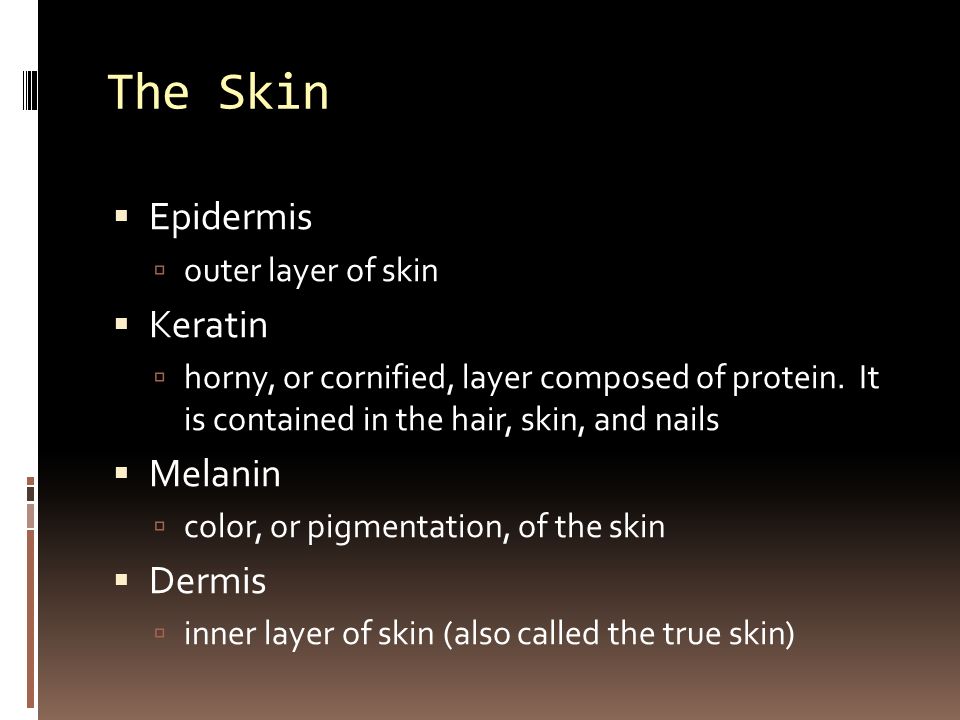 The Skin  Epidermis  outer layer of skin  Keratin  horny, or cornified, layer composed of protein.