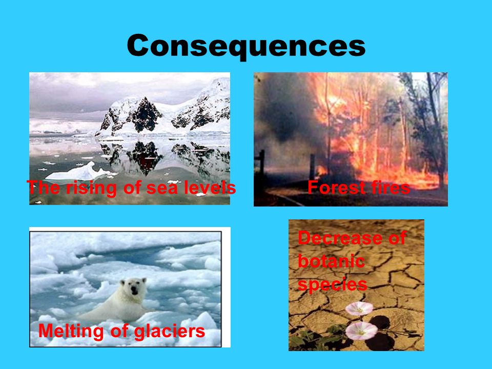 Consequences The rising of sea levels Melting of glaciers Forest fires Decrease of botanic species