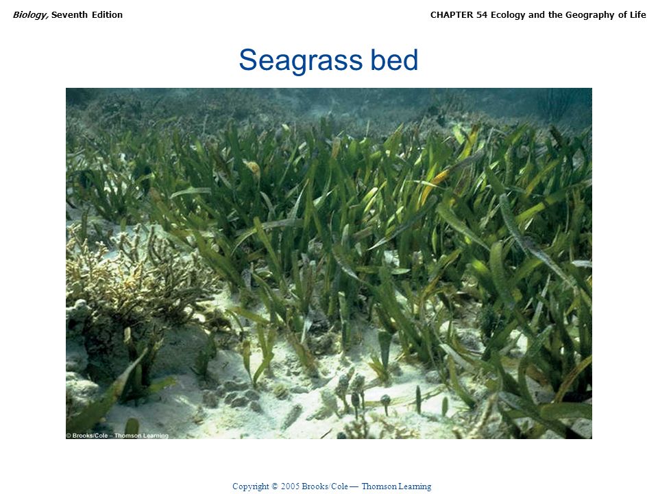 Водоросли распространены. Флорида водоросли. Черепашья трава в море. Thalassia testudinum. Рефугиум остров.