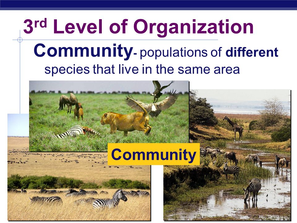 Regents Biology 2 nd Level of Organization Populations Population - all the organisms of the SAME species that live in the same area
